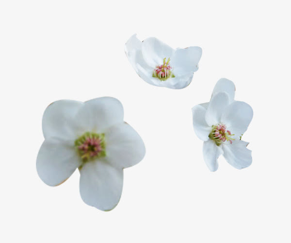 三朵梨花花瓣图片素材免抠