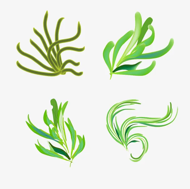 绿色手绘海洋藻类植物免抠