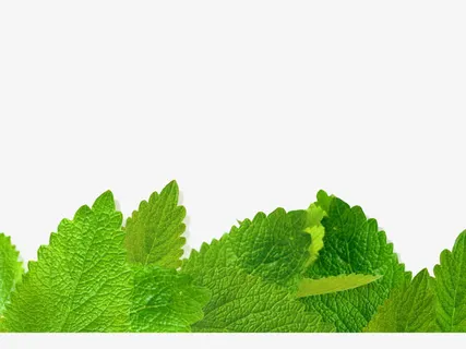 绿色薄荷叶免抠 绿色薄荷叶免抠