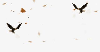 手绘棕色黑色大雁免抠