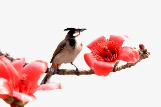 采花蜜的小鸟免抠