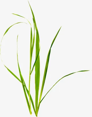 兰花叶子png素材免抠