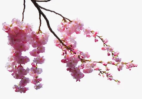 美丽的樱花免抠 美丽的樱花免抠