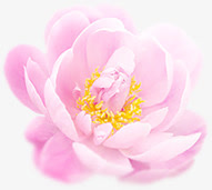 手绘海报夏日红色花朵免抠