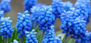 唯美蓝色花朵高清