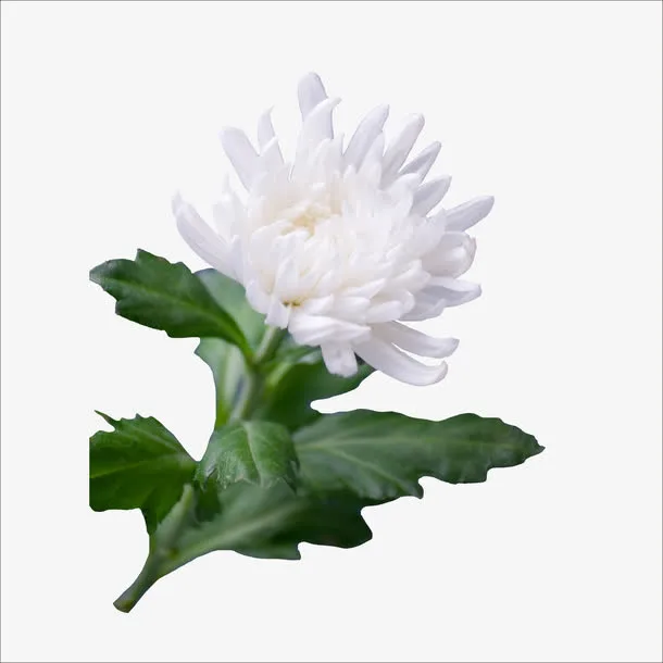 白色菊花免抠