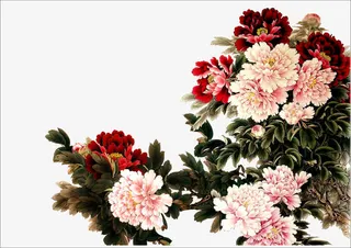 富贵牡丹图片免抠