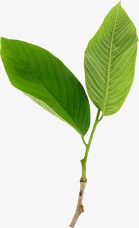 花草标签线描花草免抠
