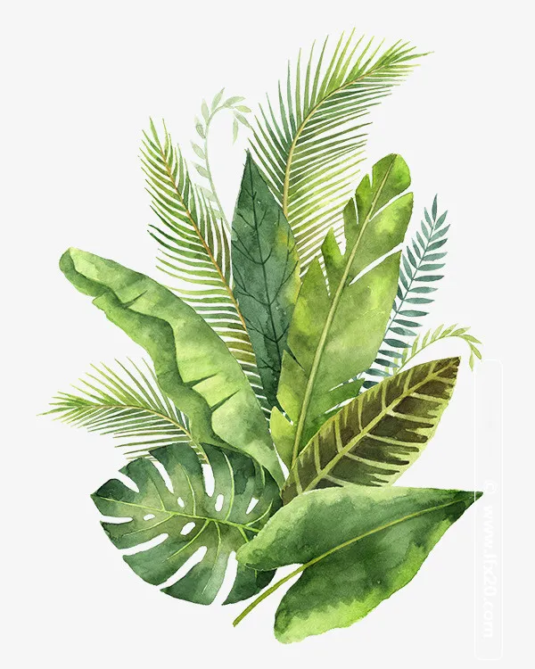 清新绿色蕨类植物芭蕉免抠手绘/卡通手绘元素