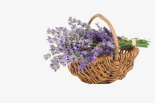一篮子熏衣草免抠