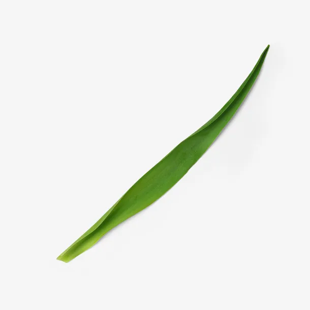 长形自然植物枝叶花瓣免抠