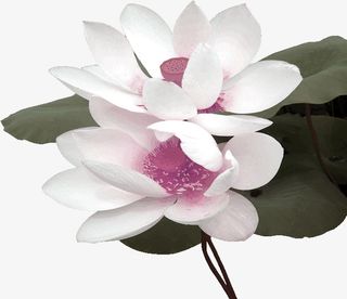 粉色中国风荷花装饰图案免抠