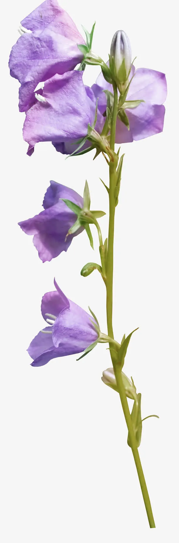 紫花免抠