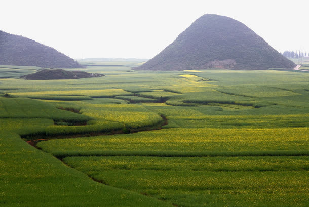 绿色农作物摄影免抠