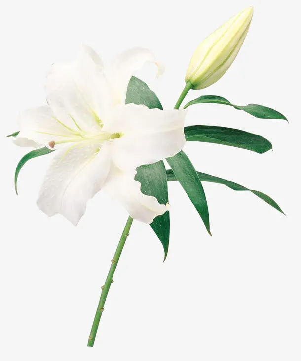 清新百合花展板设计免抠