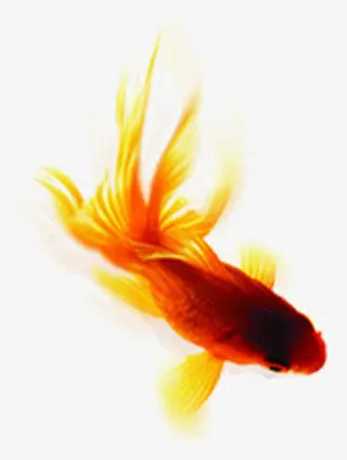 夏日小金鱼卡通效果免抠