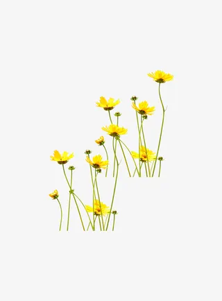 春天的黄色野花免抠