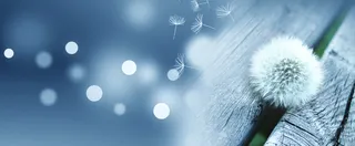 蒲公英背景图片高清