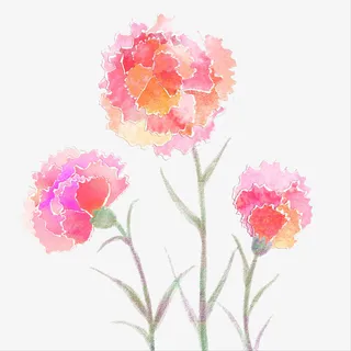 粉色康乃馨手绘插画免抠