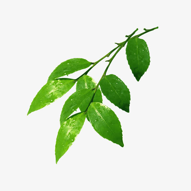 有雨水的枝叶免抠