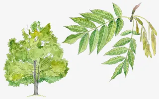 手绘树木叶子特写免抠