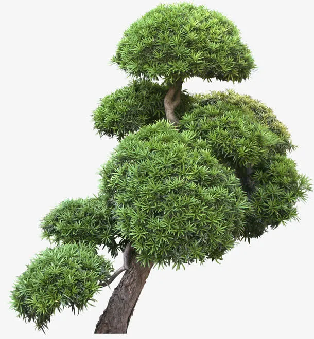 小树 树枝 树从免抠