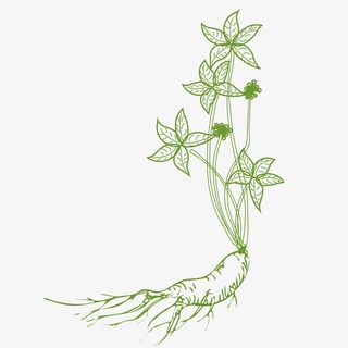 纯矢量手绘人参素材设计免抠