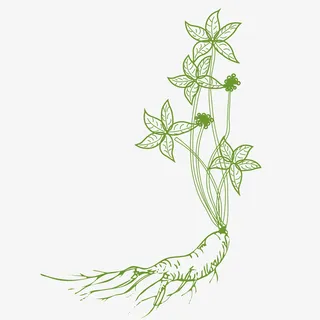 纯矢量手绘人参素材设计免抠