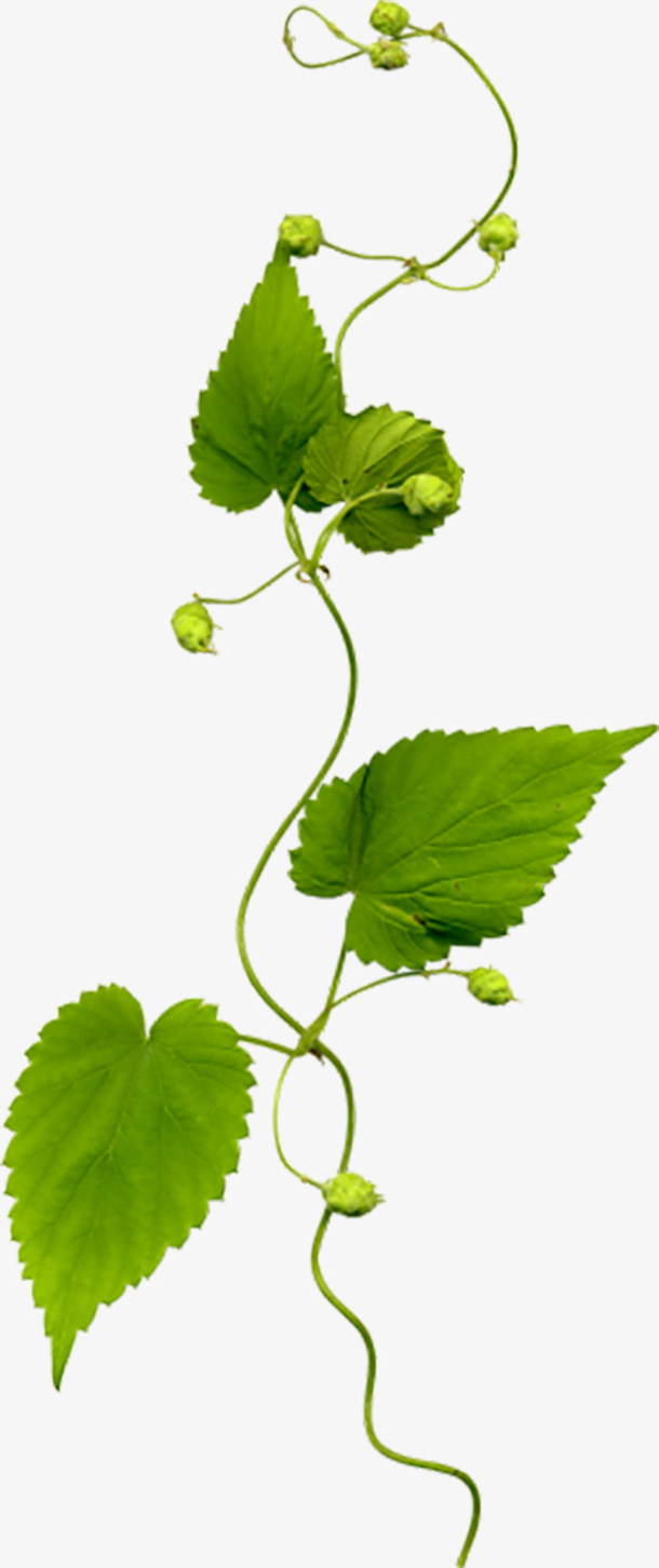 叶子素材，图案元素，几何元素，png元素免抠