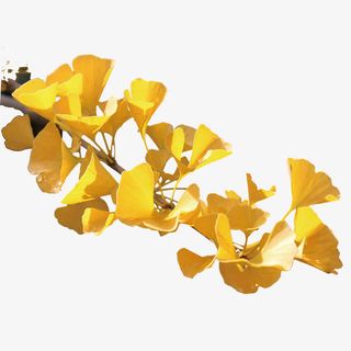 黄色银杏叶免抠