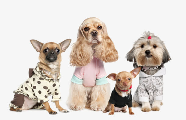 尊贵丝毛犬免抠