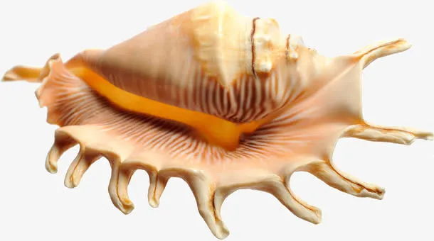 漂亮海螺免抠