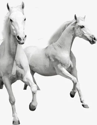 奔跑的白马免抠