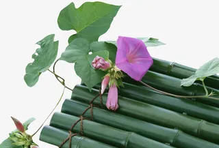 牵牛花竹排免抠