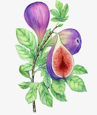 手绘无花果免抠