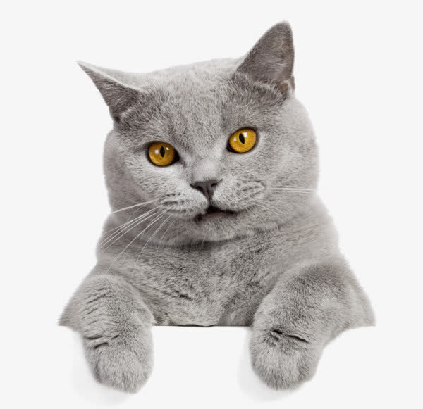 张望的猫咪免抠