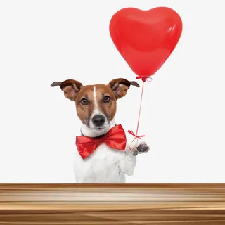 可爱狗狗素材免抠