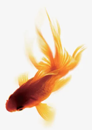 游动的金鱼中秋素材免抠