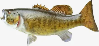 海鱼切生片免抠