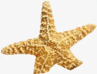 海星素材海滩夏日免抠