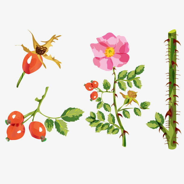 矢量图春季水彩花朵水果免抠