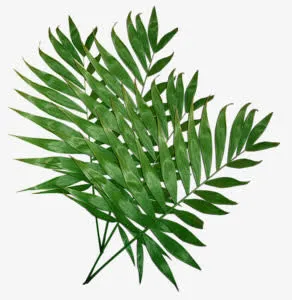 绿色植物叶子png素材免抠