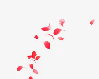 散落的红色花瓣免抠