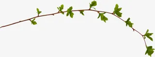细树枝绿色叶子免抠