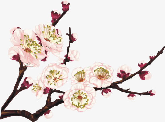 粉色的梅花免抠