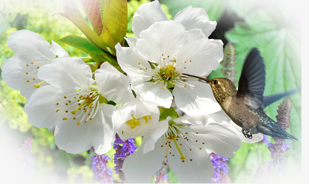 春天 草地 桃花 梨花 渐变透明 元素7免抠背景场景背景元素