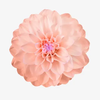 抽象鲜花图片鲜花花卉免抠