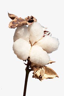 手绘成熟的一朵棉花枝免抠