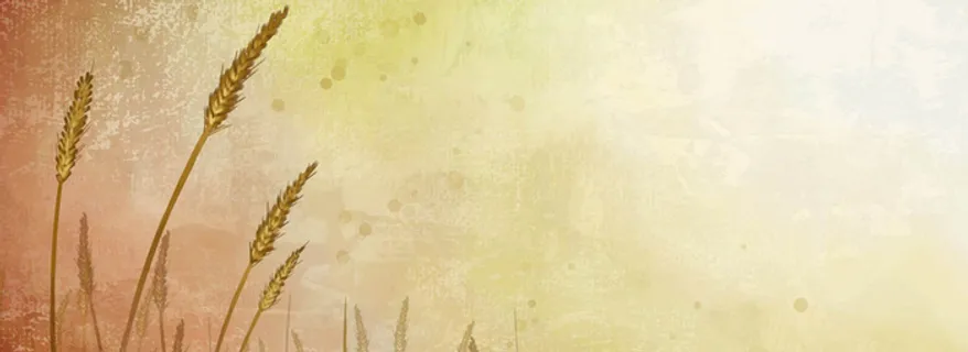 麦穗金秋手绘背景高清