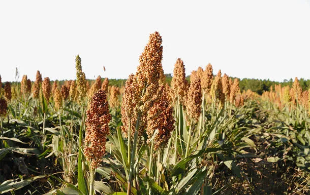 大片高粱地免抠